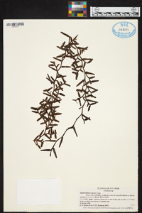 Epidendrum repens image