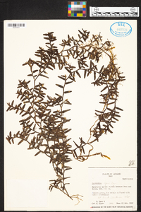 Epidendrum repens image