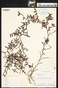 Epidendrum repens image