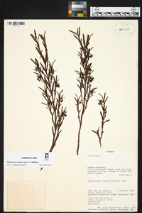 Epidendrum rhombochilum image