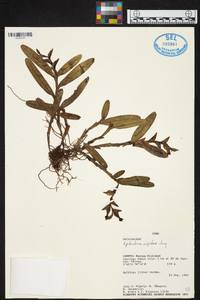 Epidendrum rigidum image