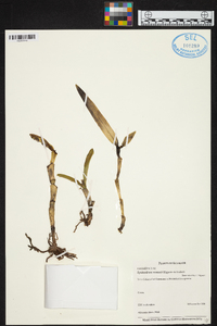 Epidendrum romanii image
