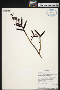 Epidendrum rugulosum image