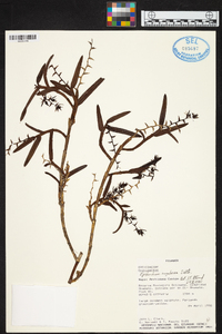 Epidendrum rugulosum image