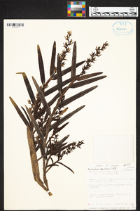 Epidendrum rugulosum image