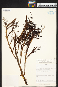 Epidendrum rugulosum image