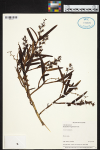 Epidendrum rugulosum image