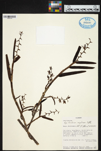 Epidendrum rugulosum image