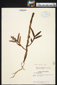 Epidendrum rugulosum image