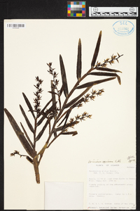 Epidendrum rugulosum image