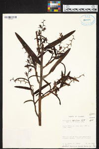 Epidendrum rugulosum image