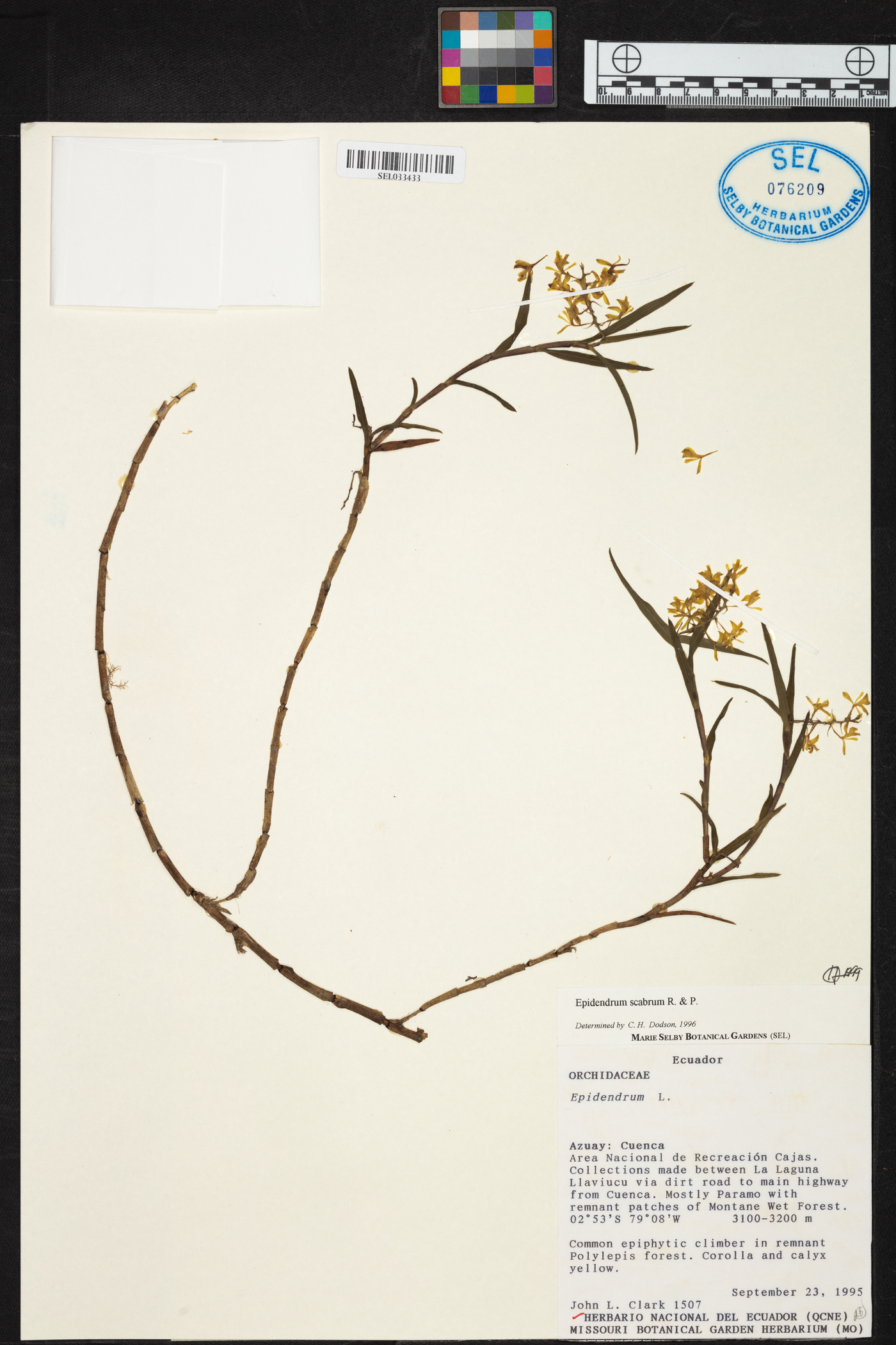 Epidendrum tenuicaule image