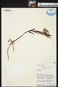 Epidendrum tenuicaule image