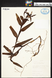 Epidendrum sculptum image