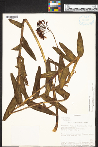 Epidendrum secundum image