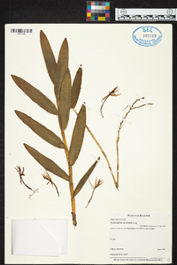 Epidendrum secundum image