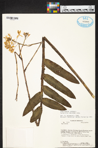 Epidendrum secundum image