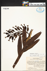 Epidendrum klotzschianum image