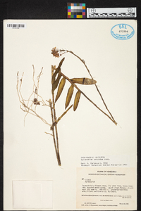 Epidendrum secundum image