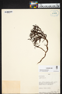 Epidendrum soratae image