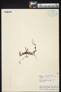 Epidendrum stangeanum image