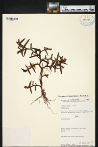 Epidendrum strobiliferum image