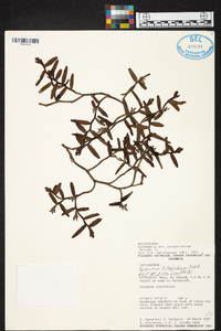 Epidendrum strobiliferum image
