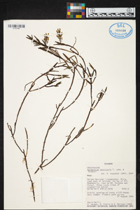 Epidendrum tenuicaule image