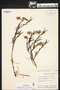 Epidendrum tenuicaule image