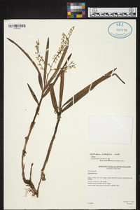 Epidendrum tridactylum image