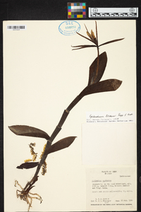 Epidendrum tridens image