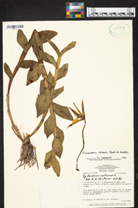 Epidendrum tridens image