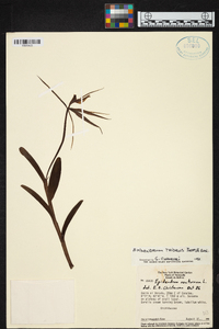 Epidendrum tridens image