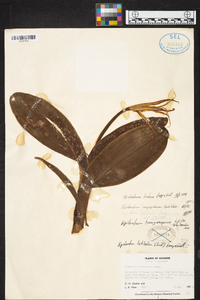 Epidendrum tridens image