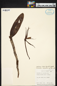 Epidendrum tridens image