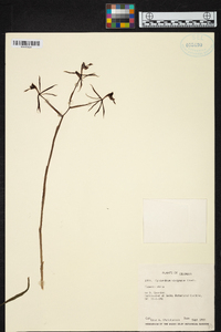 Epidendrum viviparum image