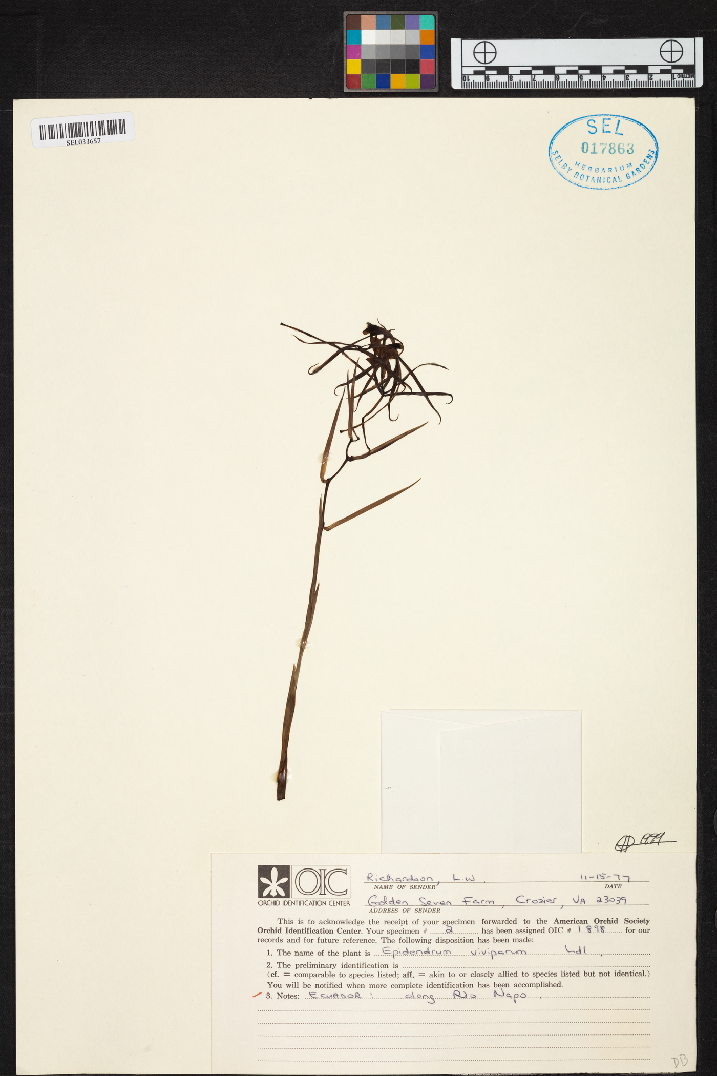 Epidendrum viviparum image