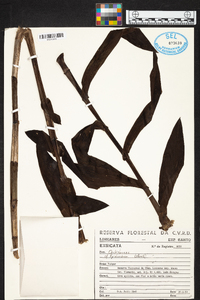 Epidendrum hassleri image