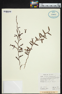 Epidendrum repens image