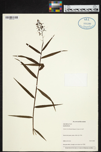 Epidendrum parviflorum image