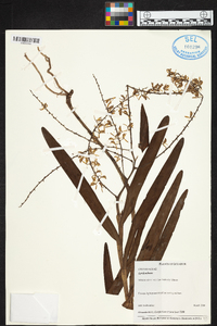 Epidendrum lanipes image