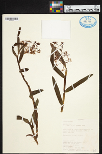 Epidendrum cernuum image