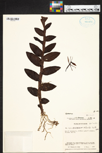 Epidendrum alberti image