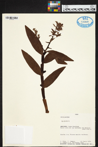 Epidendrum dermatanthum image