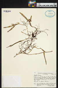 Epidendrum octomerioides image