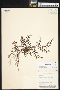 Elleanthus deuterohirtzii image