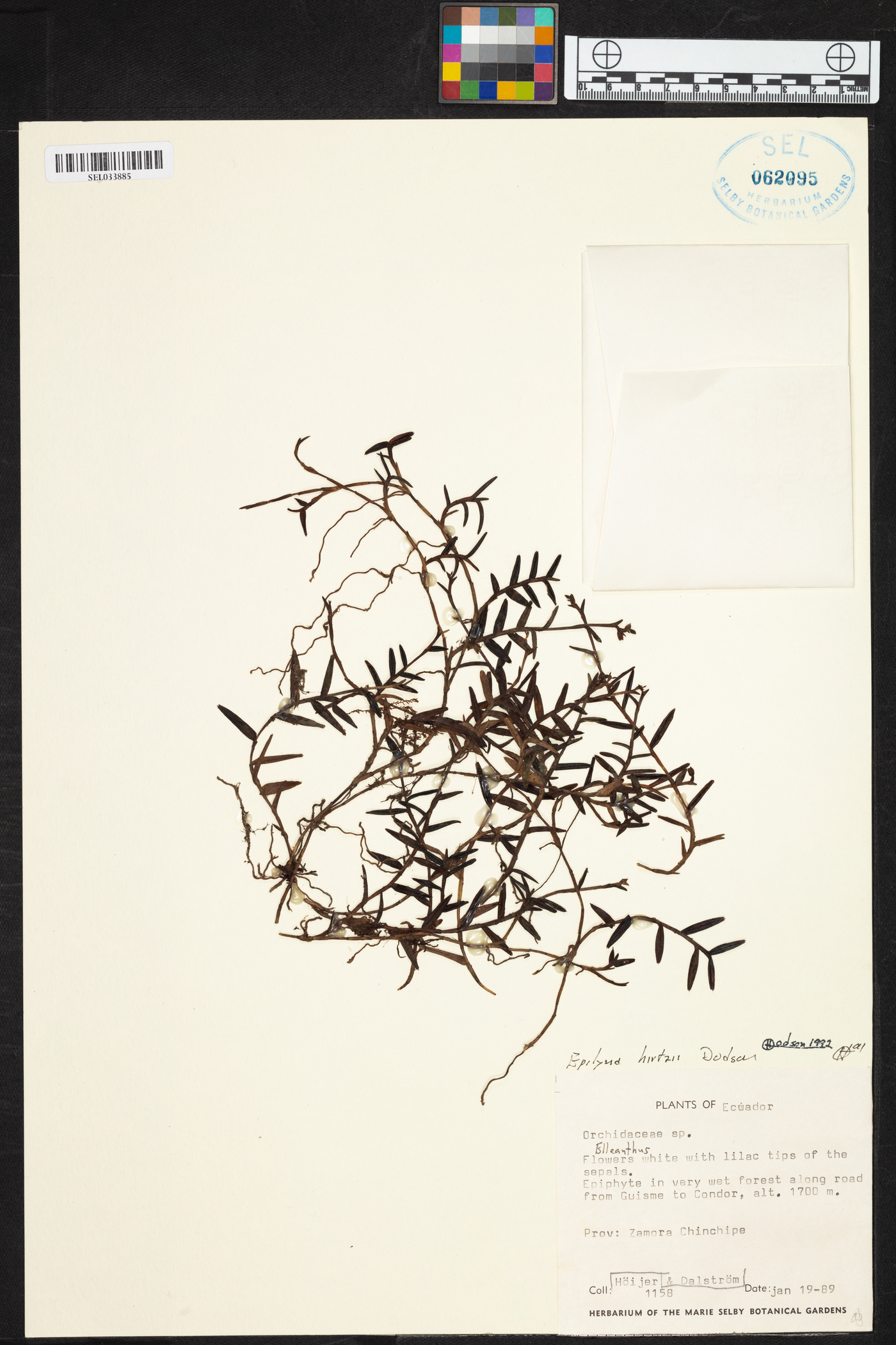 Elleanthus deuterohirtzii image