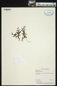 Elleanthus deuterohirtzii image