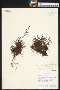 Elleanthus deuterohirtzii image