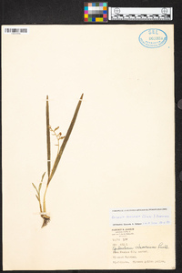 Prosthechea ochracea image